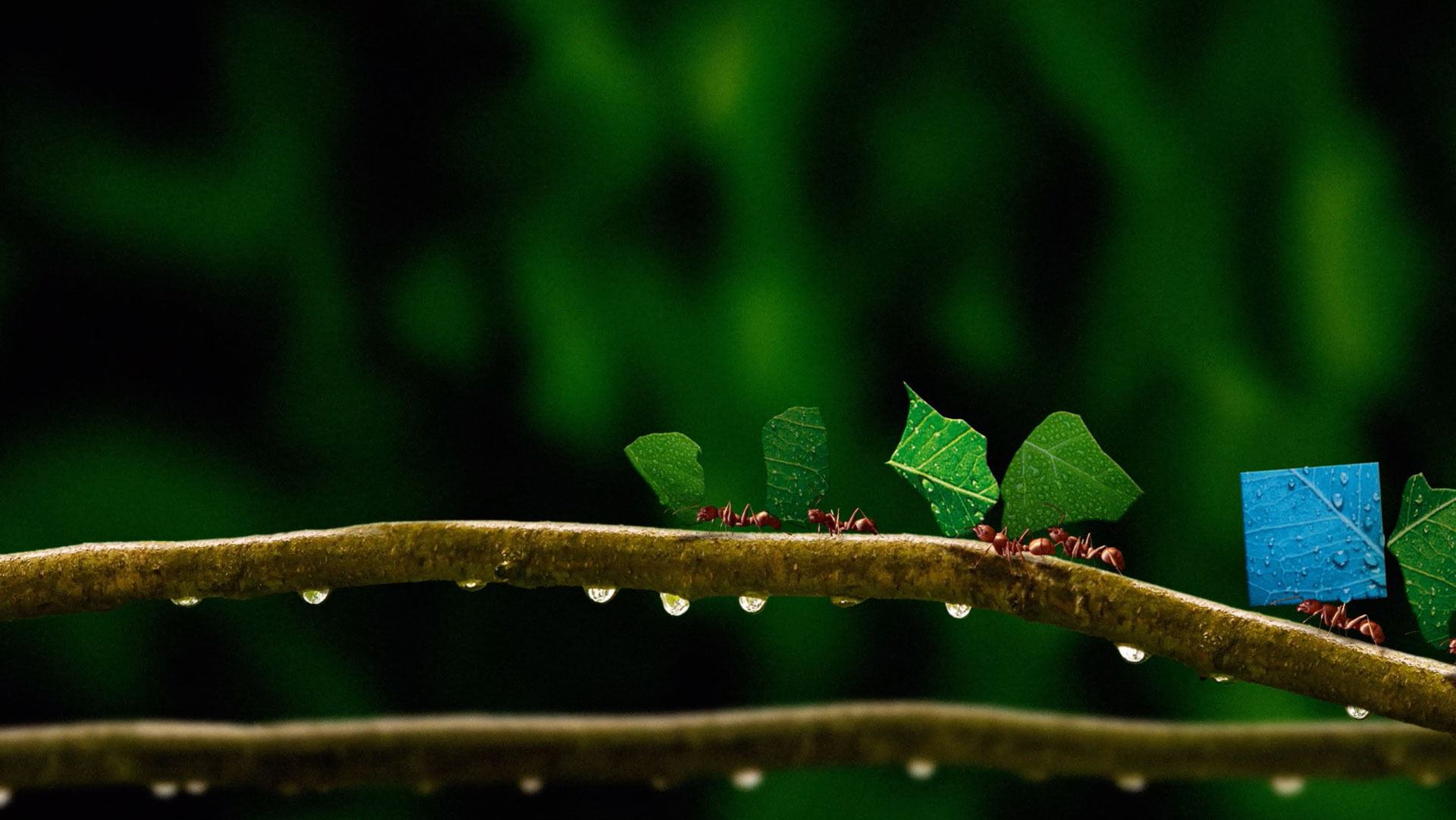 Ants marching along a branch, carrying leaves and Schwab blue box