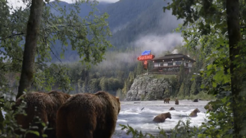 Bears looking across body of water at sushi restaurant