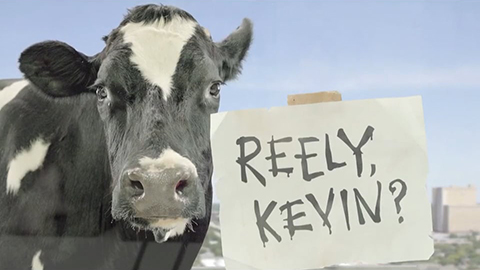 Cow holding sign that reads Reely, Kevin?