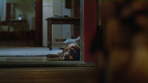dog laying down by door