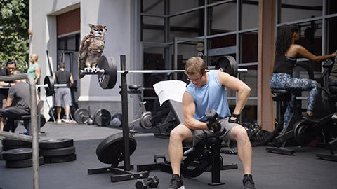 Owl watching man working out on gym equipment