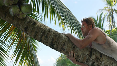 Man climbing palm tree toward coconuts