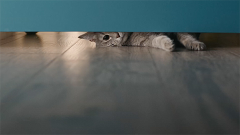 Cat under furniture on Mohawk flooring