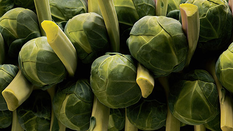Closeup of brussels sprouts