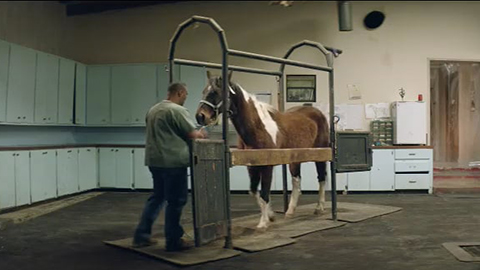 Man working with a horse