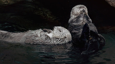 Otters floating in a river