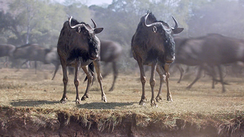 2 wildebeests standing in front of stampede