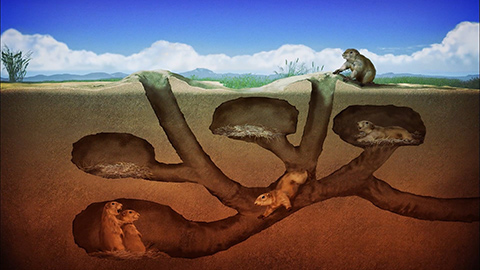 Prairie dogs burrowing in their home