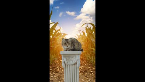 Cat on Pedestal