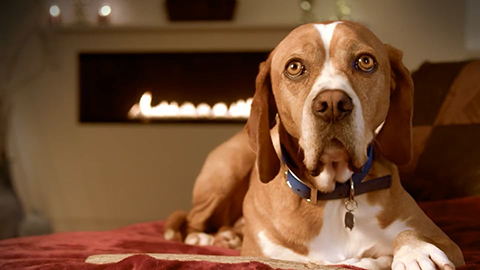 dog sitting by fireplace