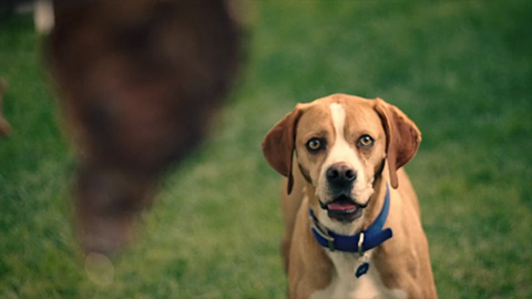 dog looking at steak