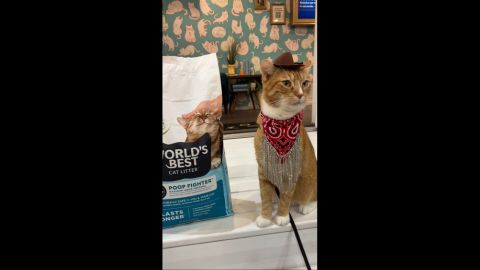 Cat with hat on next to cat litter