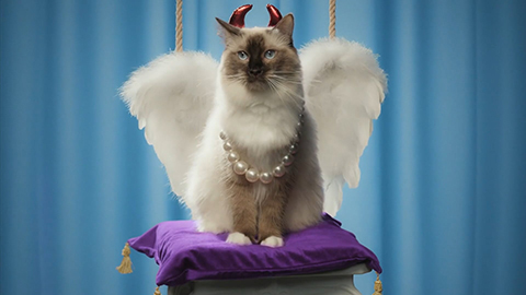 cat with angle wings and devil horns